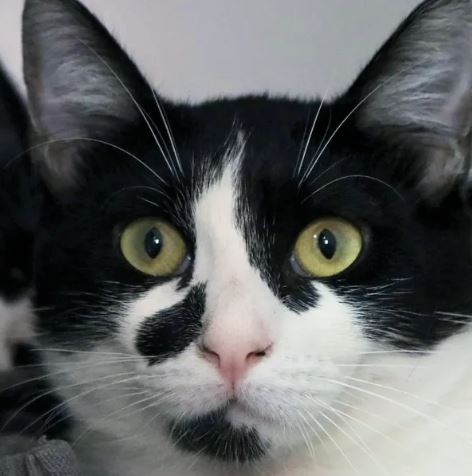 foto de gatos