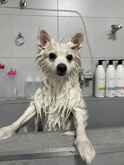 Peluquería canina y felina Liliputs
