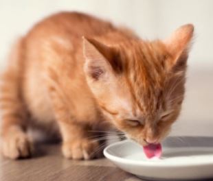foto de gatos