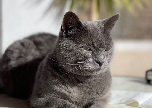 Hospital Veterinario Guil Galindo en Almería