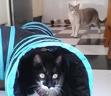 Veterinario Guil Galindo atendiendo a un gato