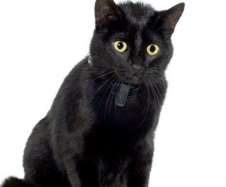 foto de gatos