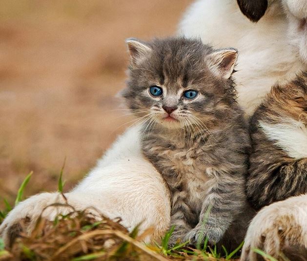 foto de gatos