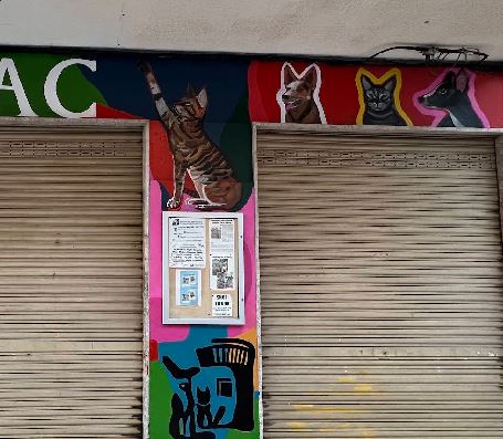 foto de gatos