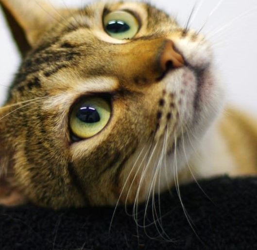 foto de gatos