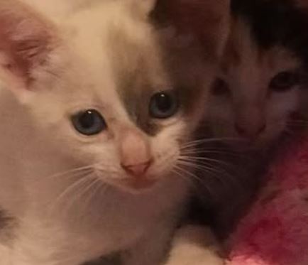 foto de gatos