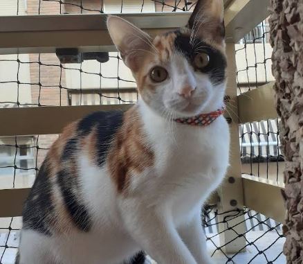 foto de gatos