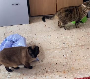foto de gatos