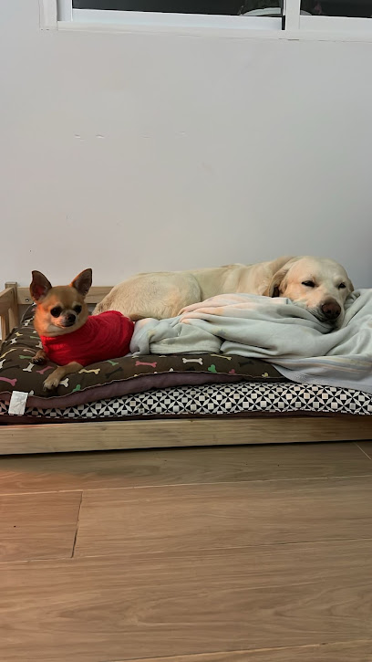 foto de una guardería de gatos en Toledo: Residencia y Guardería Canina Bella Can