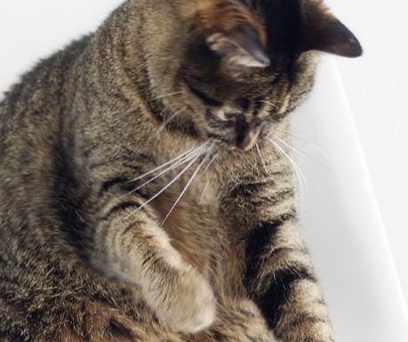foto de gatos