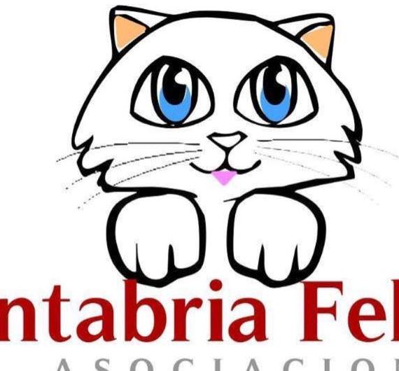 foto de gatos