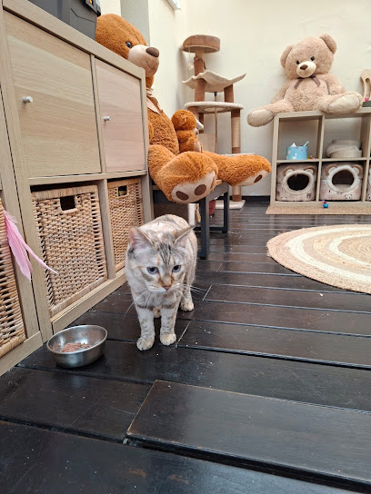 foto de una guardería de gatos en Gran Canaria: Catsitter Canarias