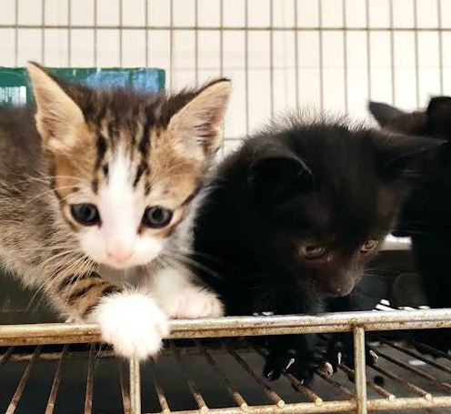 foto de gatos