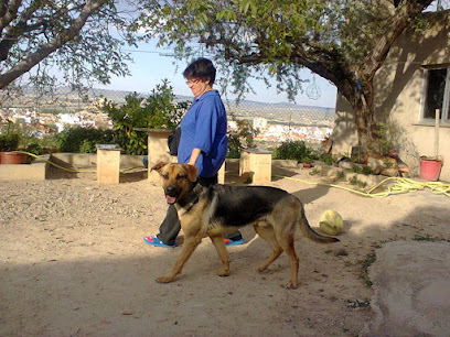 foto de una guardería de gatos y perros en Albacete: Cinocan