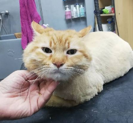 Gato recibiendo cuidado en peluquería felina