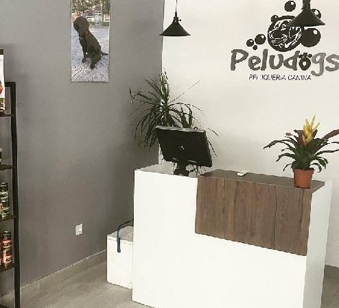 Gato recibiendo cuidado en peluquería felina