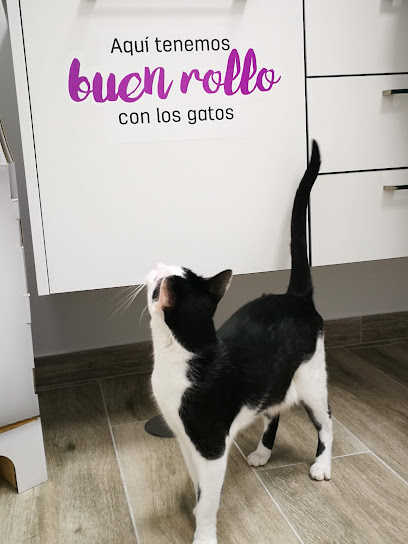 Foto de Ocicat Clínica Felina en Guadalajara
