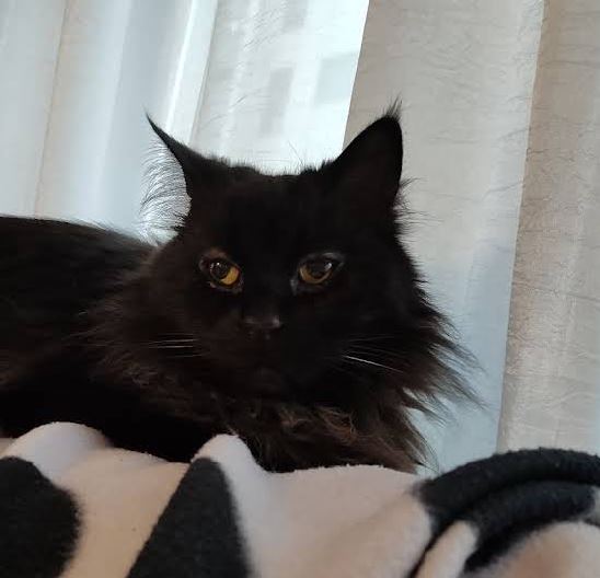 foto de gatos