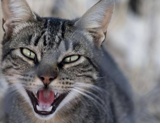 foto de gatos