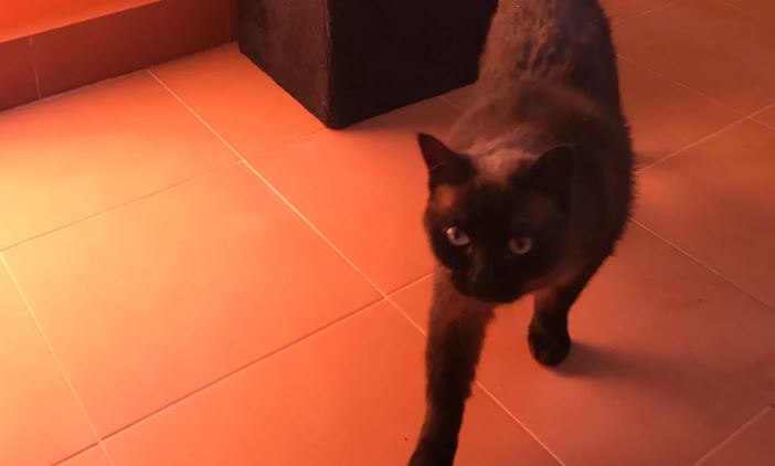 Residencia canina y felina Centro Delagos