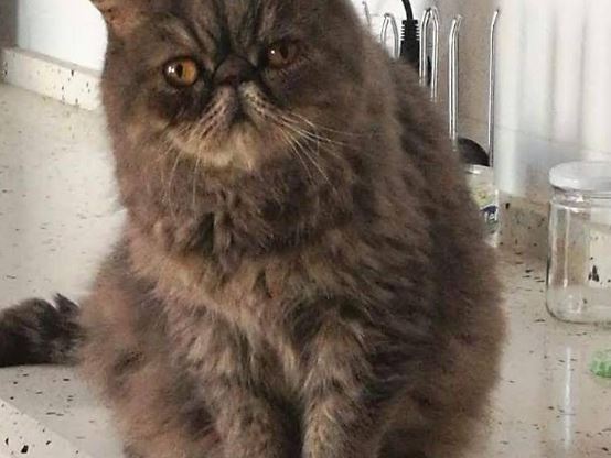 Clínica Veterinaria Echevarría Málaga