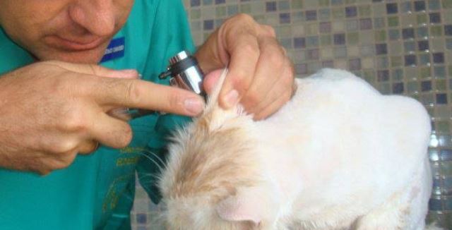 Clínica Veterinaria Echevarría Málaga