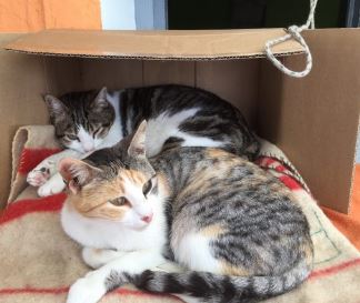 foto de gatos