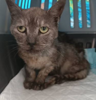 Foto de Clínica Veterinaria Campos Elíseos