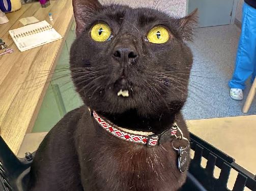 Foto de Clínica Veterinaria Campos Elíseos