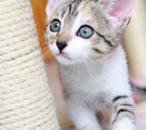 foto de gatos