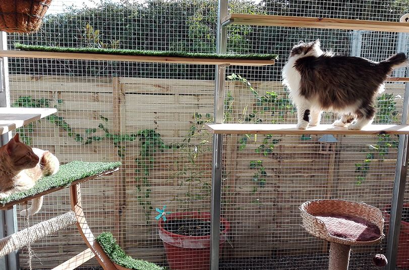 foto de guarderia felina en Zaragoza