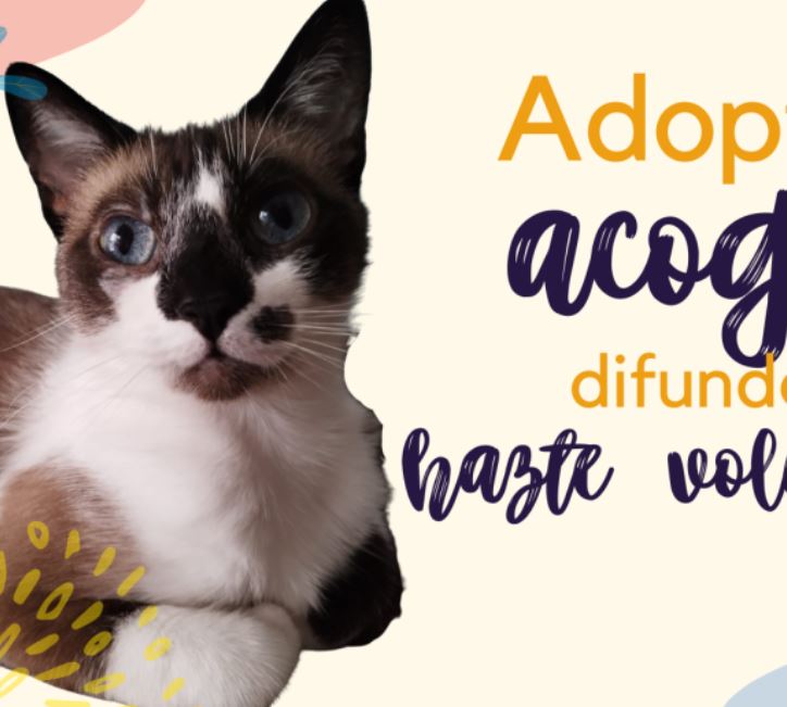 foto de gatos