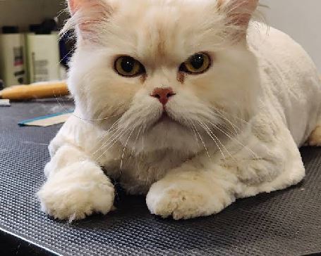 Gato recibiendo cuidado en peluquería felina