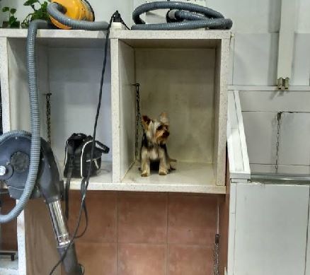 Gato recibiendo cuidado en peluquería felina