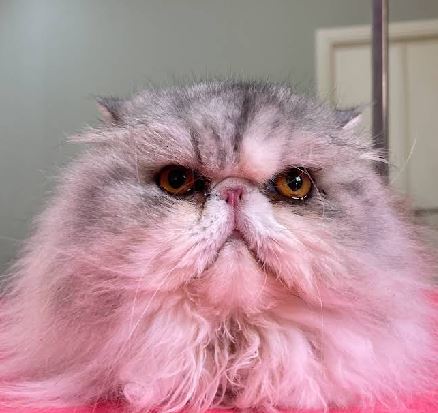 Gato recibiendo cuidado en peluquería felina