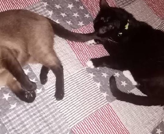 foto de gatos