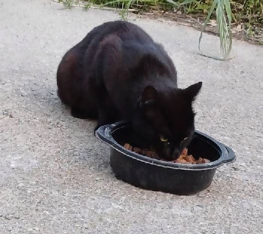 foto de gatos
