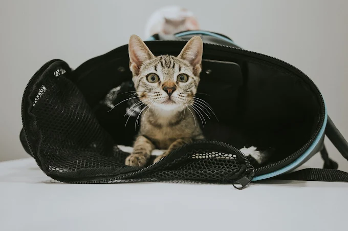 Hospital Veterinario Kissa Málaga