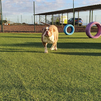 foto de una guardería de gatos en Tenerife: Koala Pets Home