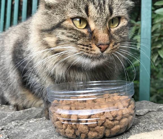 foto de gatos