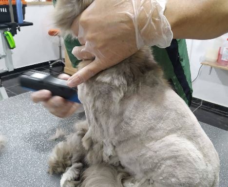 Interior de Lola & Cía Peluquería Canina en Almería