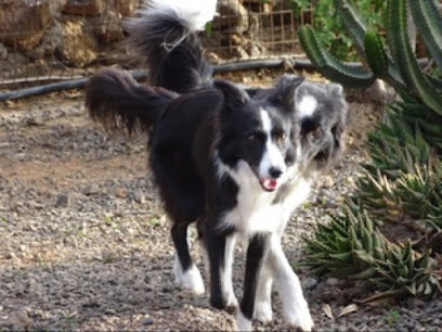 foto de una guardería de gatos en Canarias: Manohecha Hotel Canino & Felino