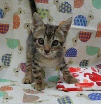 foto de gatos