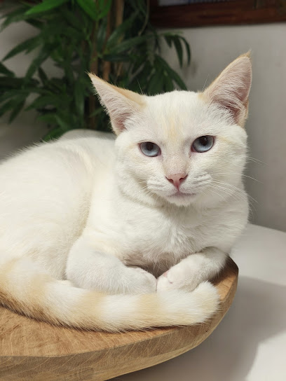 foto de una guardería de gatos en Canarias: Guardería Miau
