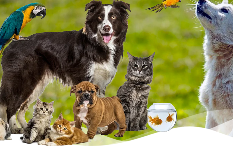 Hotel para perros y gatos en Málaga
