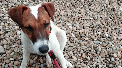 foto de una guardería de gatos en Huesca: Residencia Canina Mimos