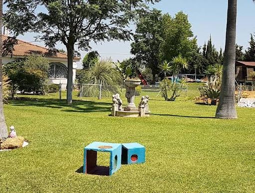 foto de una guarderia para gatos