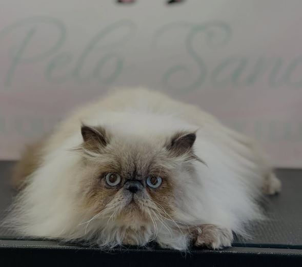 Mascota recibiendo cuidados en Pelo Sano Peluquería Canina y Felina