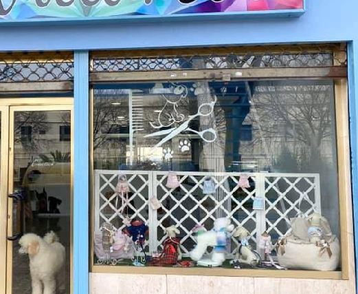 Gato recibiendo cuidado en peluquería felina