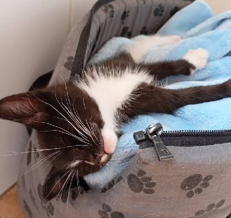Gato recibiendo cuidado en peluquería felina